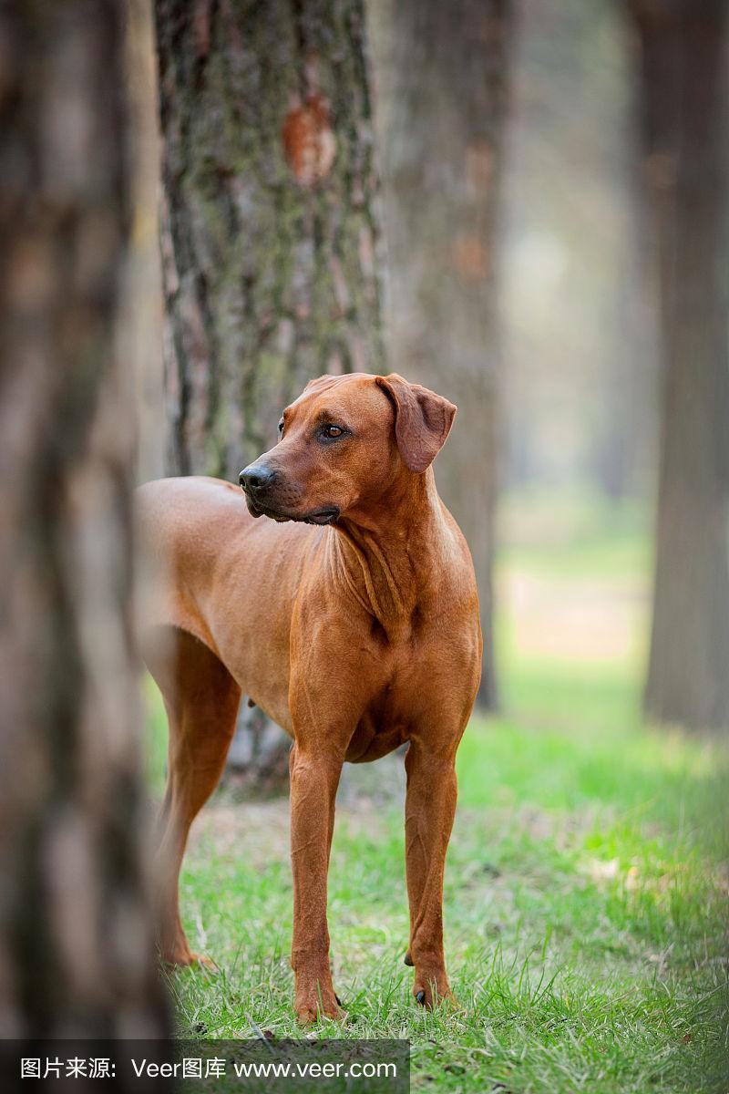 “西伯利亚脊背犬”传奇：狗界泰坦的笑泪史诗