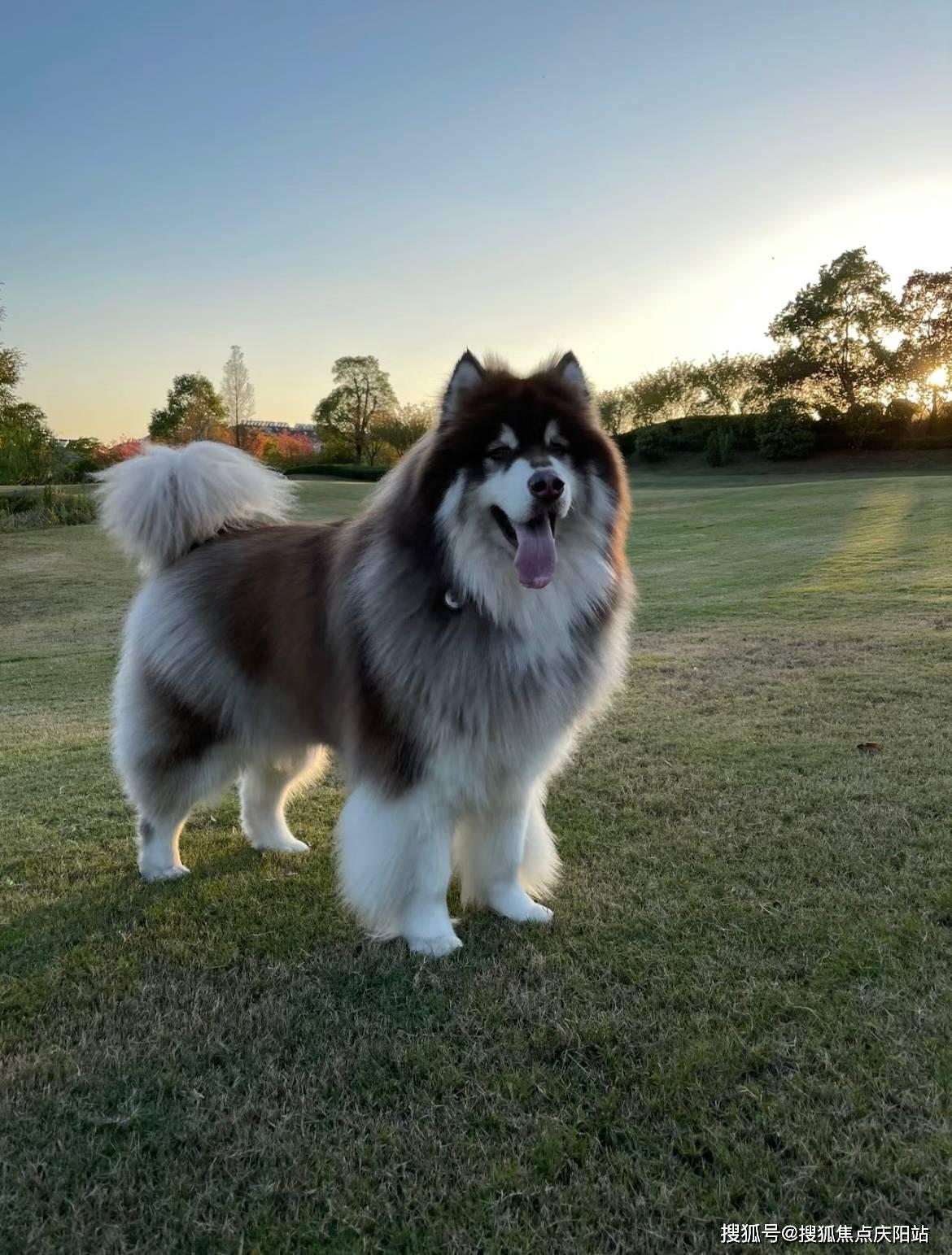 阿拉斯加犬 “雪域王者”的讽刺