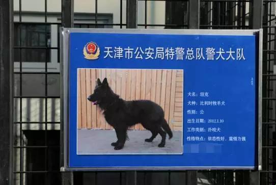 张警犬9分10秒头撞玻璃网盘——“犬界网红”的荒诞剧场