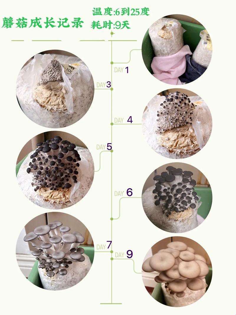 蘑菇的种植方法：奇幻森林的探秘之旅