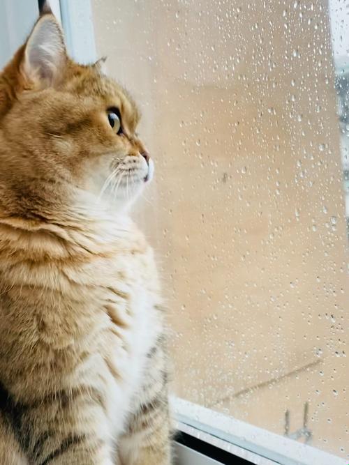 小野猫幼崽下雨了 瞧瞧那些萌货如何在雨中嬉戏