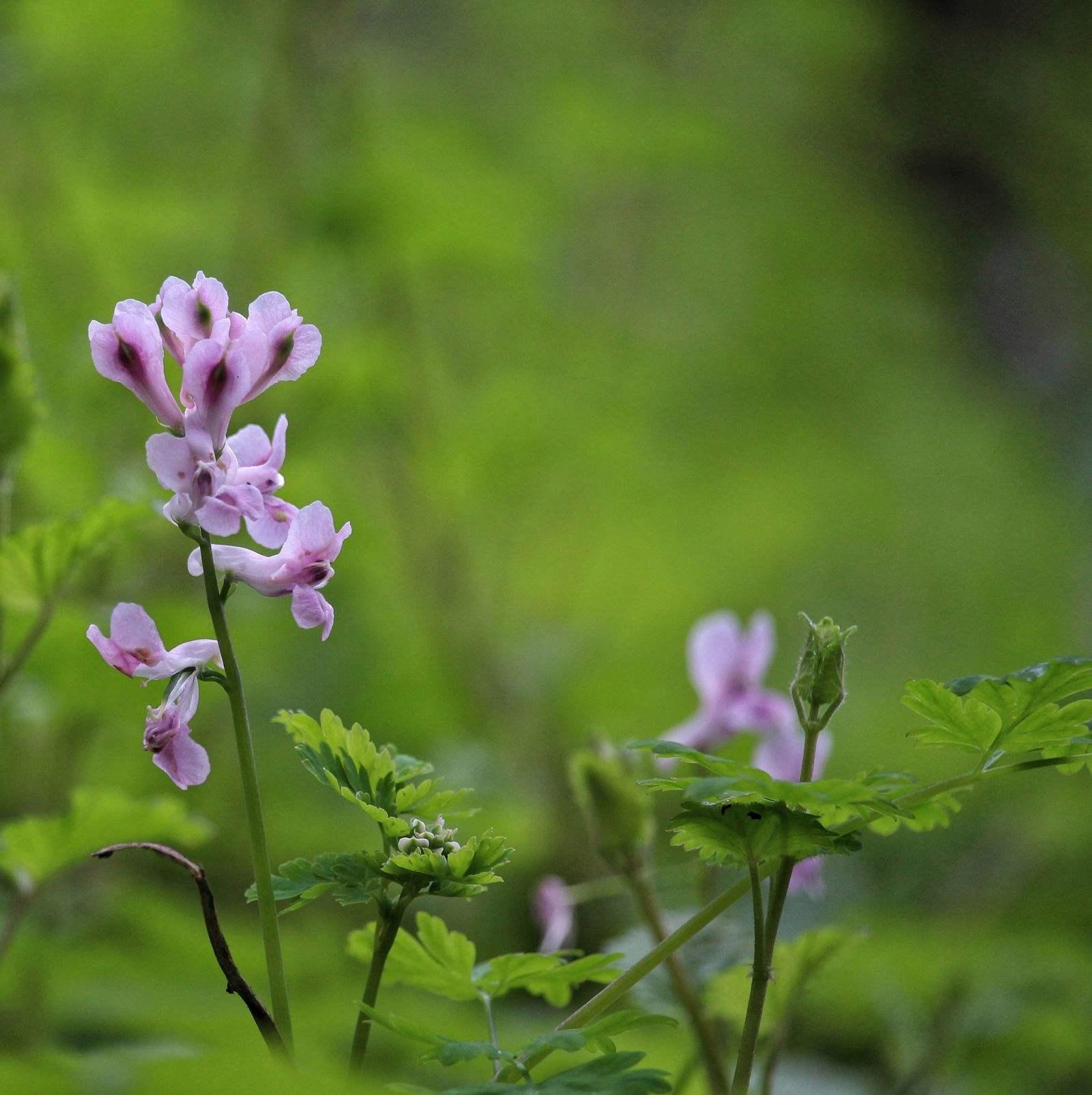 日本野草花的春天——“荒野之春，疯疯癫癫”