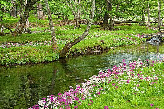 日本野草花的春天——“荒野之春，疯疯癫癫”