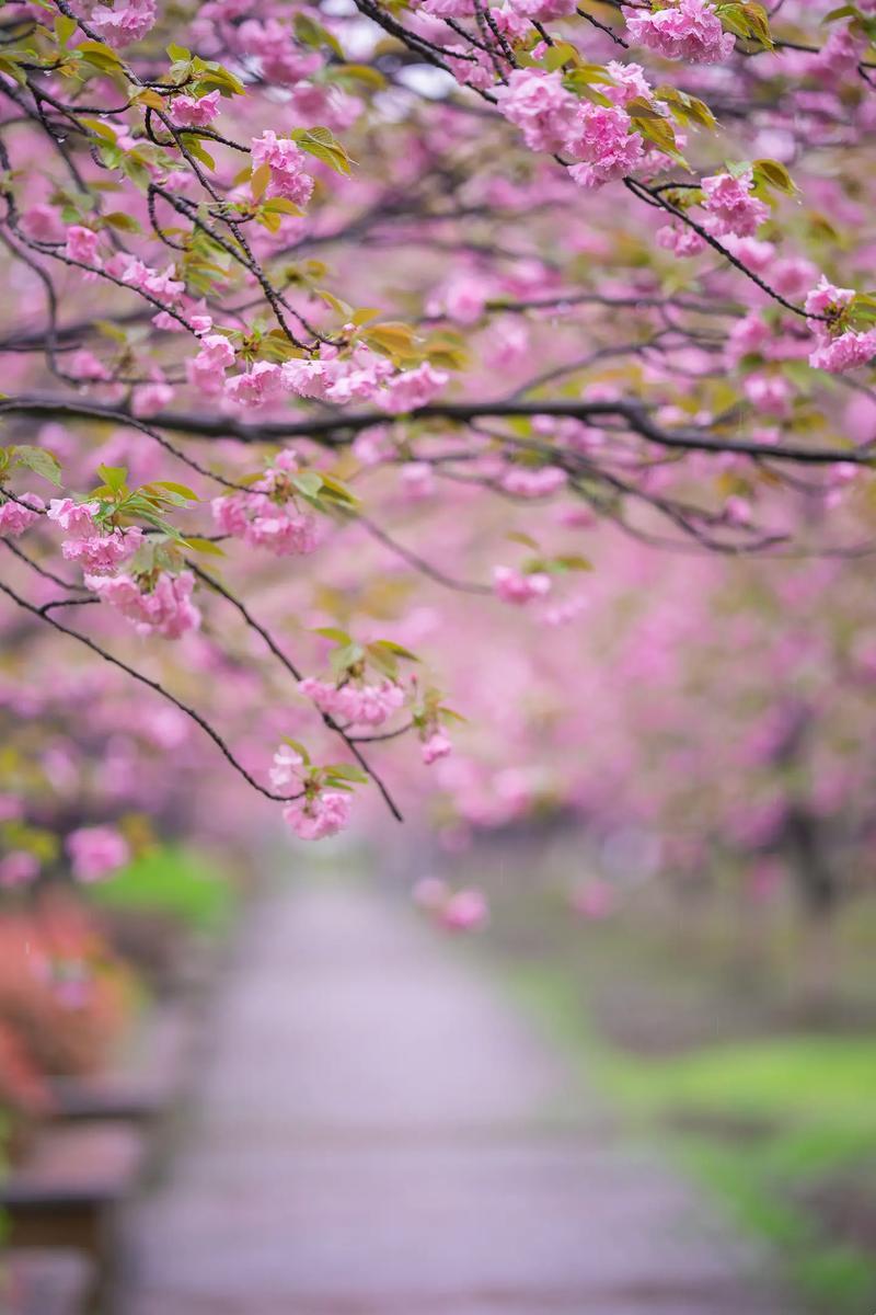 时间静止的学院樱花哪一年的