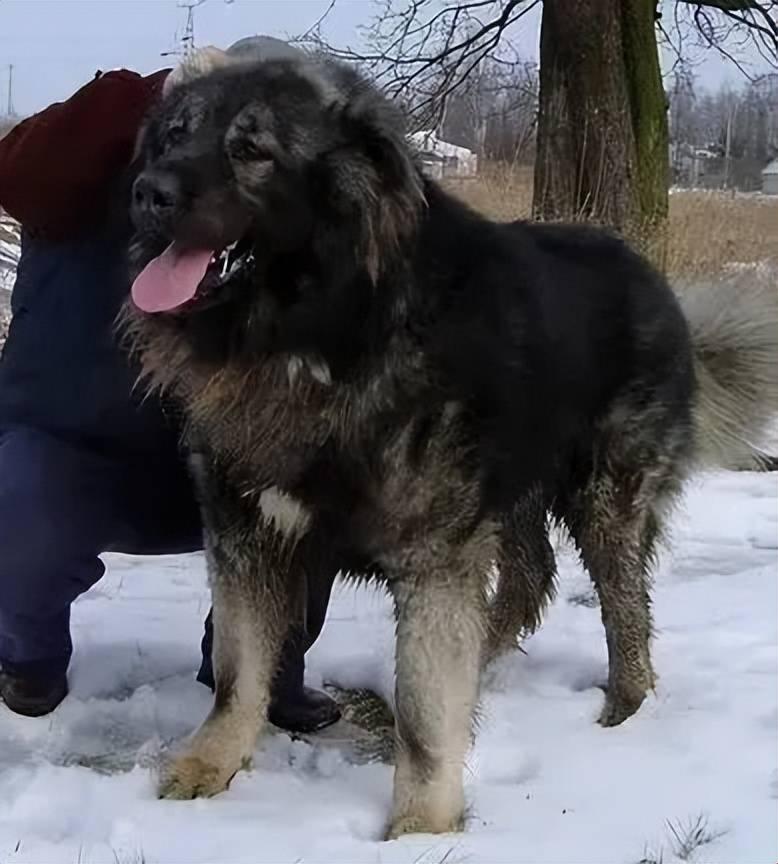 德州犬俄罗斯，荒诞游戏里的狂野旅程