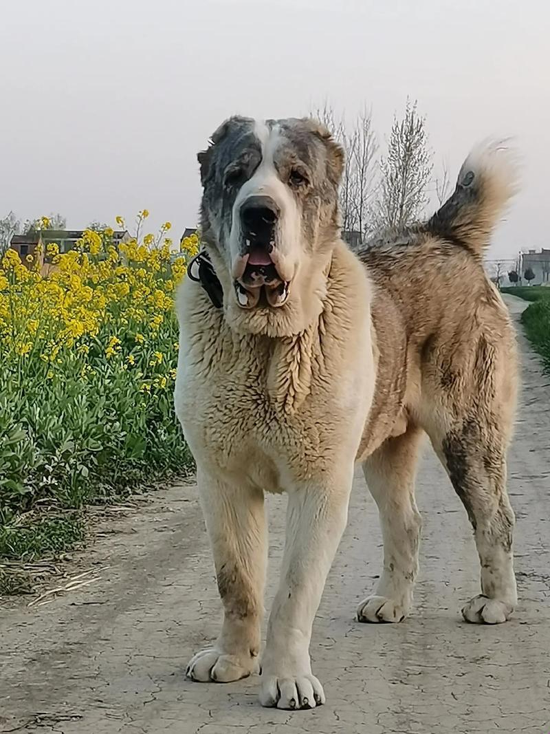 俄罗斯养的大型犬有哪些，冰冷王国中的温柔巨兽